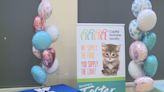 Capital Humane Society hosting annual Kitten Shower event