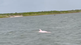 Rare pink dolphins spotted swimming in Louisiana