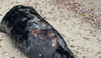 Dead seals with shark bites found along Cape Cod: ‘Be aware of the sharks’ presence in the shallow waters’