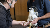 Three "healthy" female falcons are hatched atop La Crosse's U.S. bank