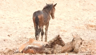 ‘Heart-wrenching’: Wild horses euthanized after getting trapped in Utah mud pit