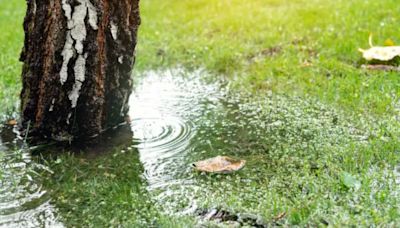 Gardener shares what to do if your garden has flooded or your lawn's waterlogged