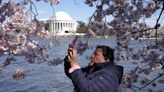 DC’s cherry blossoms have bloomed at earliest point in 20 years. Scientists say it will keep happening
