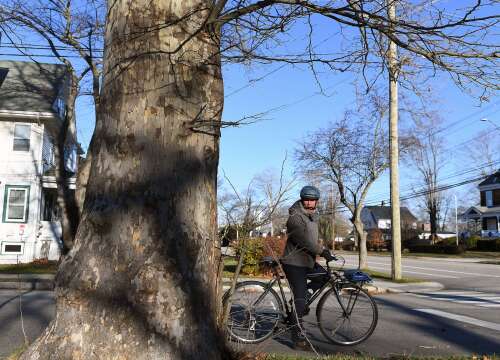 New London City Council declines to ax shade tree commission ― or prune its rules
