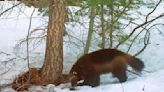 Efforts to reintroduce wolverines in Colorado could take up to 2 years