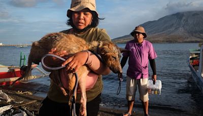 Valiente rescate en FOTOS: voluntarios salvan a mascotas abandonadas tras erupción del Monte Ruang