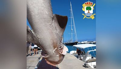Increíble hallazgo en Altea: aparece una cañabota de casi 5 metros, uno de los tiburones más grandes del Mediterráneo