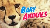 Baby Animals Season 1 Streaming: Watch & Stream Online via Paramount Plus