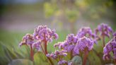 Fini les mauvaises herbes, adoptez cette superbe fleur bleue exotique qui les élimine à toute vitesse