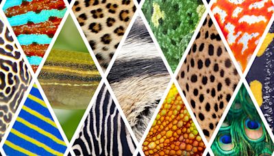 Spots, stripes and more: Working out the logic of animal patterns