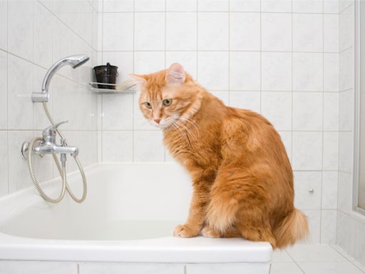 Orange cat owner attempts to take relaxing bath, goes as you'd expect