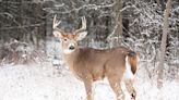 Wisconsin State Roundup: Access to DNR wildlife biologists made difficult during reporting on northern deer herd - Outdoor News