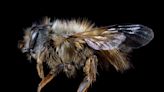 Native bee in Canada under attack from newfound invasive species