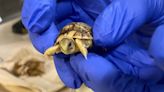 Tortoise hatchling excites keepers at Calgary zoo