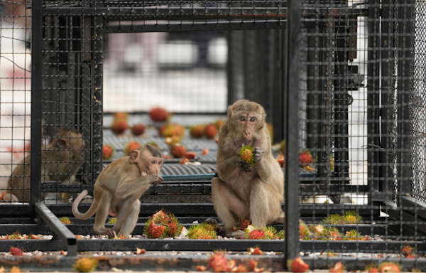 Thai town overrun by wild monkeys launches capture and relocation operation