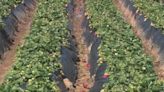 Harsh winter delays strawberry season for some U-Pick farms