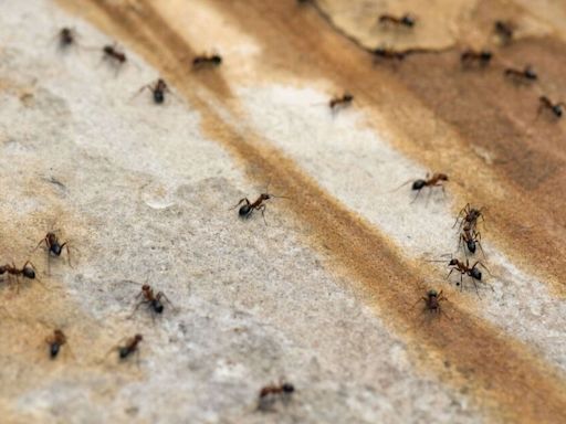 Deter ants fast for good with 1 effective kitchen staple they hate the smell of