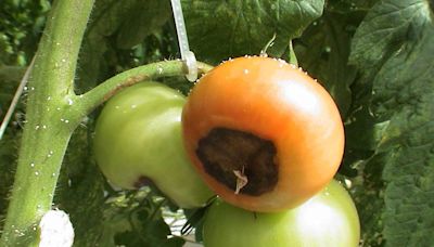 Are your tomato plants in a sorry state? Here are the causes, and the solutions