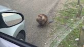 Eager beaver rescued after getting lost on Kent beach