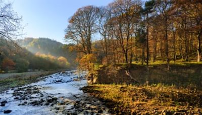 ‘A wildly beautiful place for autumn colour’: readers’ favourite UK forest trails