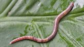 Leeches can jump – yes jump – and it has been caught on video in a world first