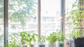 5 ways to make your indoor herb garden produce more – and the one thing to never do