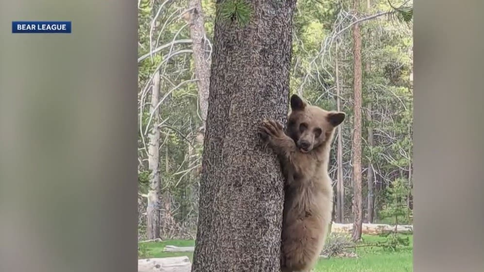 Man shoots bear cub that breaks into home, Tahoe neighbors upset