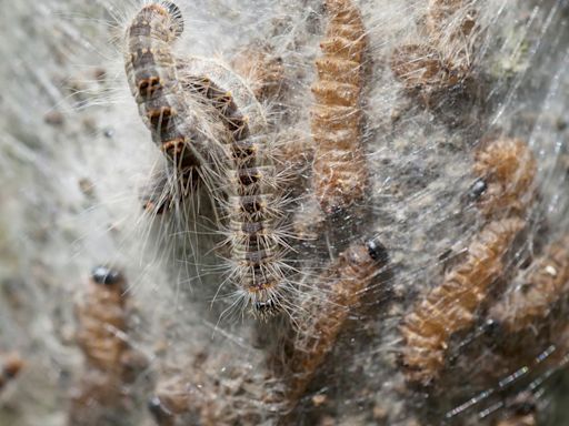 Urgent warning as deadly toxic caterpillars that kill dogs 'expanding massively'