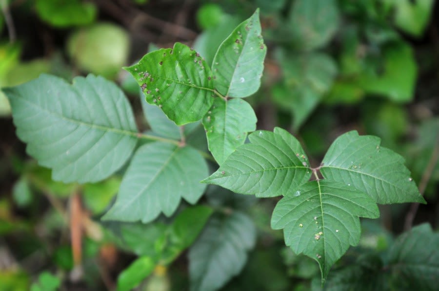 Mommy Minute: Treatment for poison ivy, bug bites