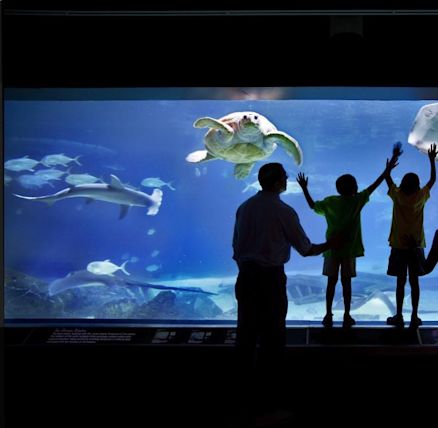 camden aquarium shark bridge