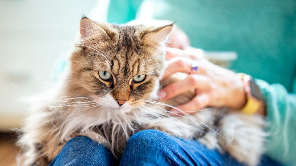 How ‘cat lady’ became an insult for women of a certain age
