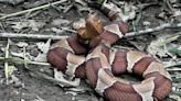 Girl bitten by venomous copperhead in her own backyard: ‘My body felt like it was on fire’