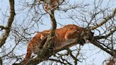 Mountain lion on west side of Springfield, state Department of Natural Resources reports