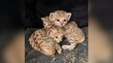 Sand cat kittens mark 3rd animal birth at North Carolina Zoo