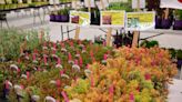 2024 Milwaukee-area plant sales supply unique perennials, native plants and expertise