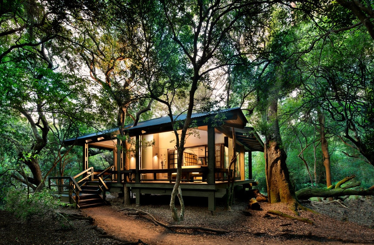 Phinda Forest Lodge: close encounters of the furry kind in South Africa's unique sand forest