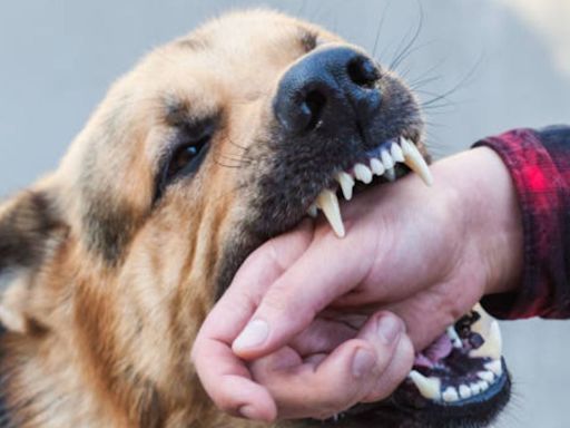 El truco clave para evitar que tu perro muerda a otras personas, según Harvard