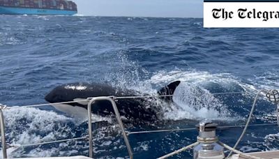 Killer whales ‘playing’ with boats because they are bored
