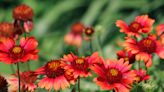 10 Fast-Growing Perennials That Will Fill Your Garden In A Flash