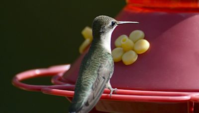 Hummingbirds are ready to party in your Delaware backyard. Here's how to attract them