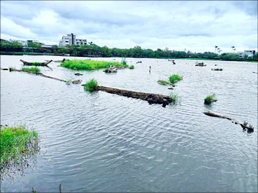 《宜蘭》羅東貯木池見底 盼颱風來解渴