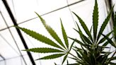 US Agency to Reclassify Marijuana as a Less Dangerous Drug