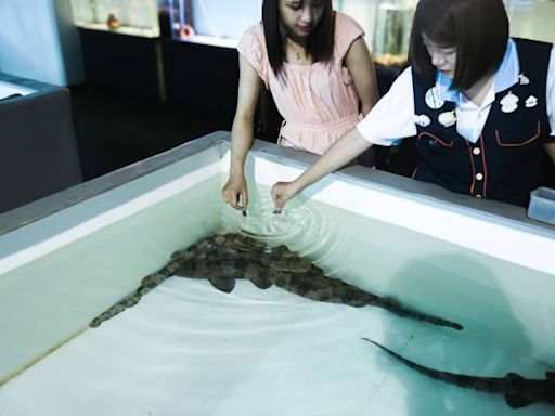 鳳頭海鸚鵡經歷青澀的第一次 屏東海生館夏日驚喜不斷 | 蕃新聞