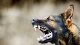 Three German Shepherds maul boy, 5, while owner ‘stood by then fled scene’