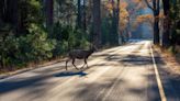 Accidente de moto contra un animal salvaje: ¿lo cubre el seguro?