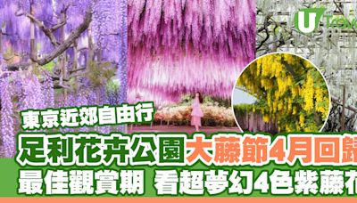 東京近郊足利花卉公園大藤節 超夢幻4色紫藤花｜最佳觀賞期｜購票連結 | U Travel 旅遊資訊網站