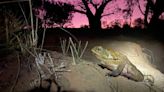 End of the road for cane toad? Plan targets spread of pest