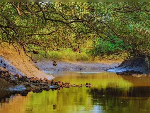 Goa in monsoon: A guide to a perfect day in Salim Ali Bird Sanctuary