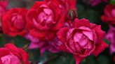 Learn about roses at next Kelso Garden Club meeting