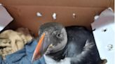 Juvenile puffin gets treatment after being blown ashore by strong winds in N.S.